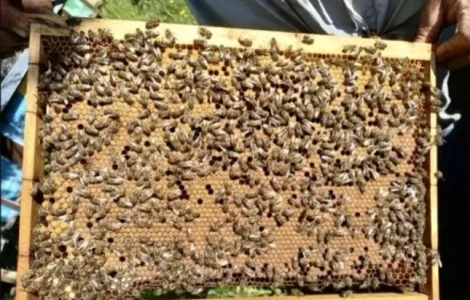 Пропонуються бджолопакети породи Карпатка