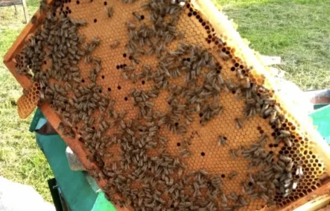 Пропонуються бджолопакети породи Карпатка