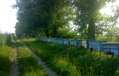 Продажа бджолопакетов 4 рамочные