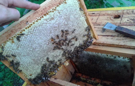 Продаються бджолопакети в Чернівцях