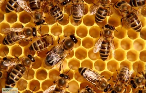 Пропонується пасіка з 39 бджолиними сім'ями