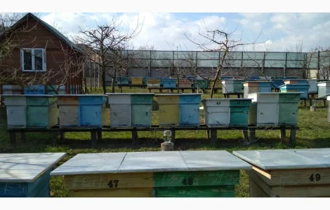 Пропонуються бджолопакети та бджолосім'ї