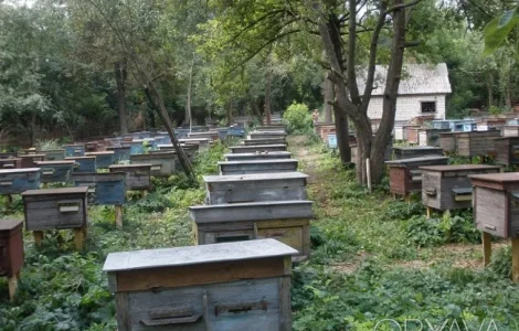 Продаются бджолосім'ї