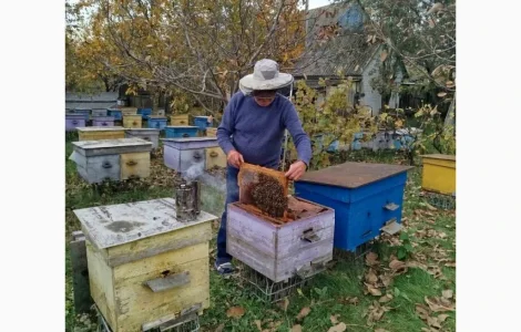 Продажа пчелосемей