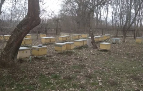 Продам пчелосемьи