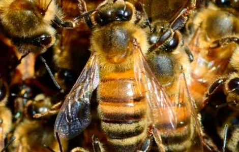Продаются пчелы и пчелосемьи