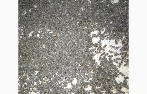 Купую підмор бджіл оптом