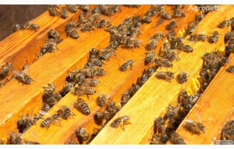 Продажа пчелиных семей