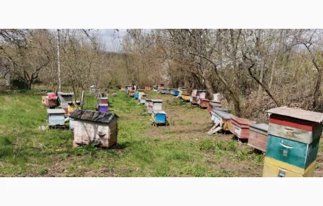 Продаются ульи с семьями пчел