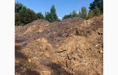 Для удобрення лохини соснові відходи