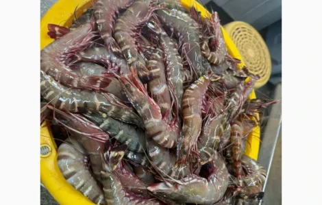 Свежий осьминог для продажи