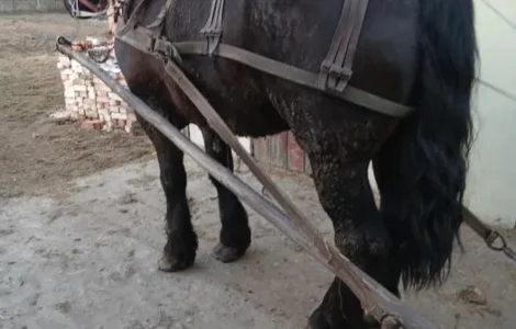 Жеребець ваговоз для парування, вага 900 кг