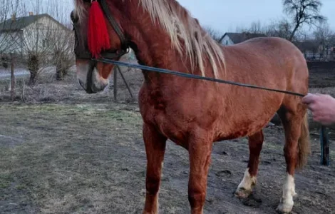Продаж жеребця, у травні буде 2 роки