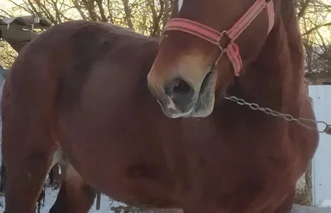 Продаж жеребця 1,5 року