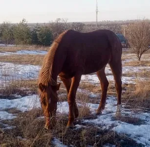 Продаж жеребця 2 роки, запрягається