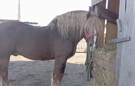 Продам жеребця з документами