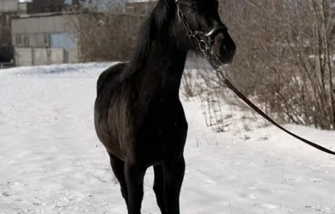 Продаж жеребця УВП 2 роки