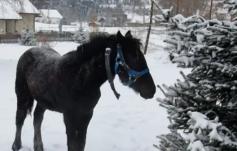 Продаж жеребця по Сеньйору