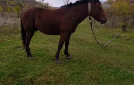 Продаж жеребця 3 роки