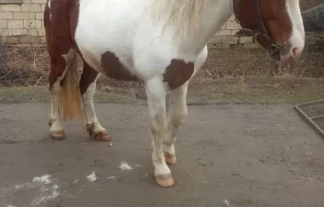 Продаж жеребця 5 років