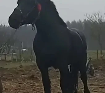 Пропонується молода кобила ваговоз