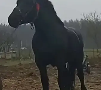 Продам кобылу ваговоз