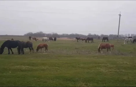 Продаж кобили, можливий продаж кількох