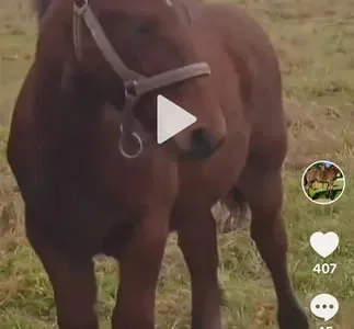 Жеребчик гнідої масті – відмінний вибір для вашого господарства