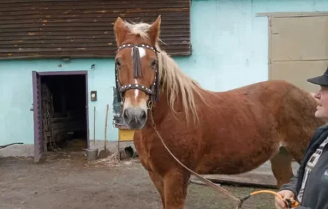 Продається кобила ваговоза