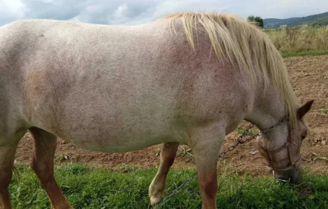 Пропонується кобила ваговозів, 2 роки 3 місяці