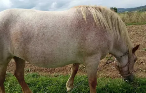 Продам кобилу з ваговозів 2 роки 3 місяці