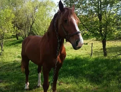 Пропонується кінь породи Торійський ваговоз