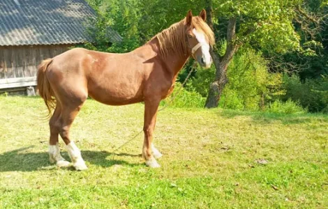 Продається кінь породи Олександрійський ваговоз