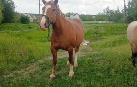 Продаж кобили важкого коня для господарських робіт
