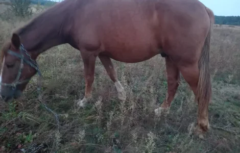Продаж високого робочого коня ваговозної породи, 5 років