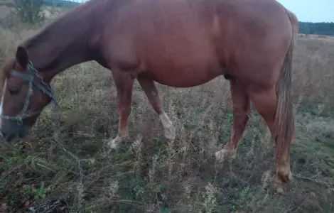 Продаж високого коня ваговозної породи, 5 років