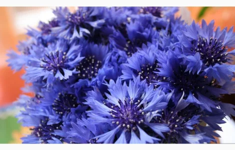 Настойка василька синего