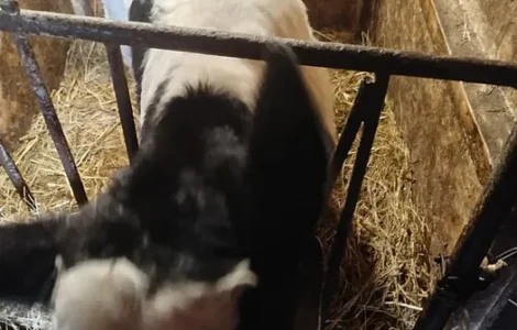 Продаж телят 20–40 днів, 4 бичка і 2 телички