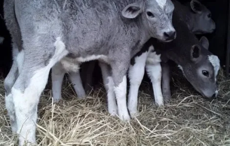 Продаж бичків і телят від 10 голів