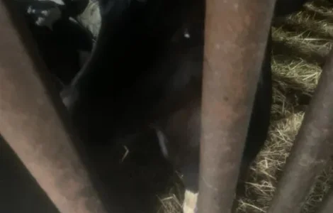 Продаж телят, гарні бички і телички