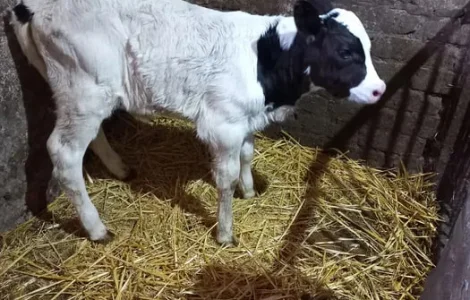 Продамо теля теличку