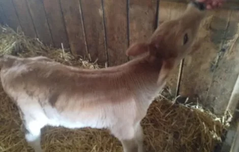 Продаж телят, два бичка і теличка, тижневі