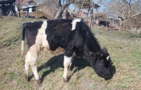 Продам теля 5 місяців