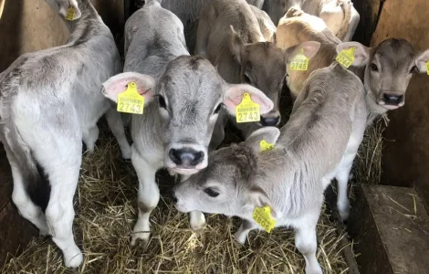 Продажа телят мясных пород