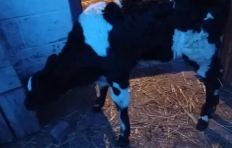 Продаж телички 1 місяць