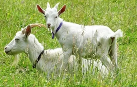 Продаж дійних кіз та козенят поштучно та оптом