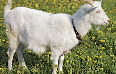 Продаж дійних кіз та козенят різних порід