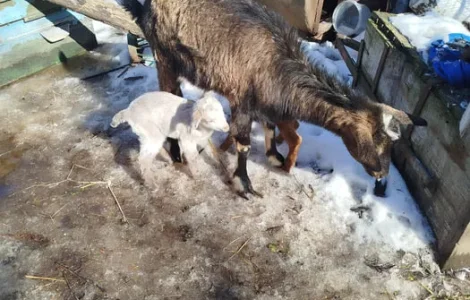 Пропонується дойна коза для розведення