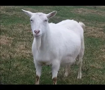 Дойна безрога коза на продажу