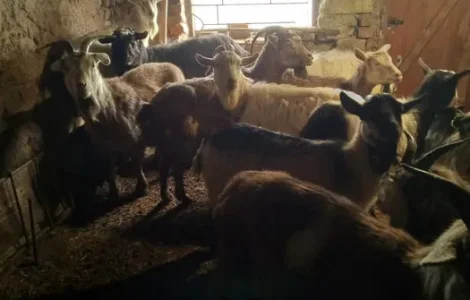 Пропонуються дійні кози для розведення